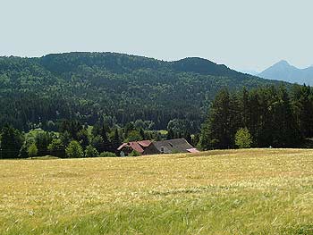 Turje