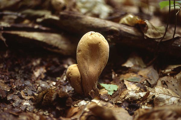 Clavariadelphus pistillaris - veliki kijec