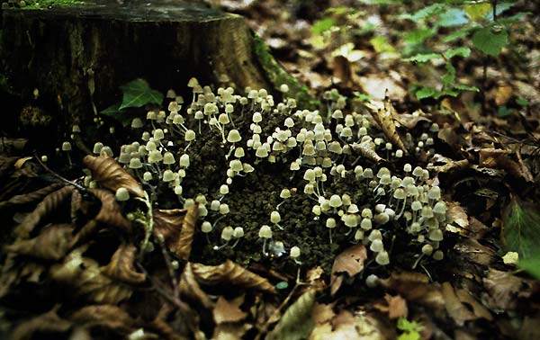 Coprinellus disseminatus - razsejana tintnica