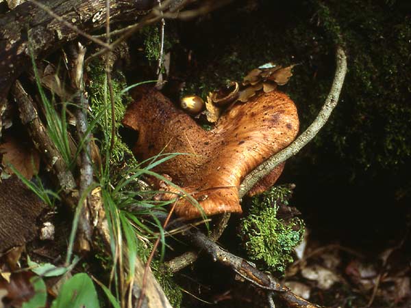 Fistulina hepatica - jetrasta cevača