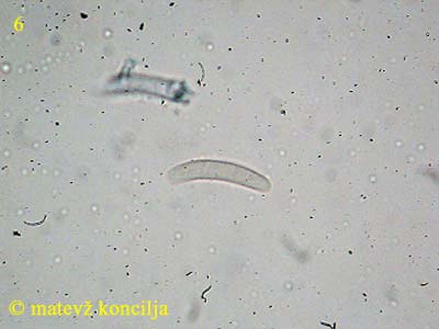 nectria episphaeria - tuji trosi