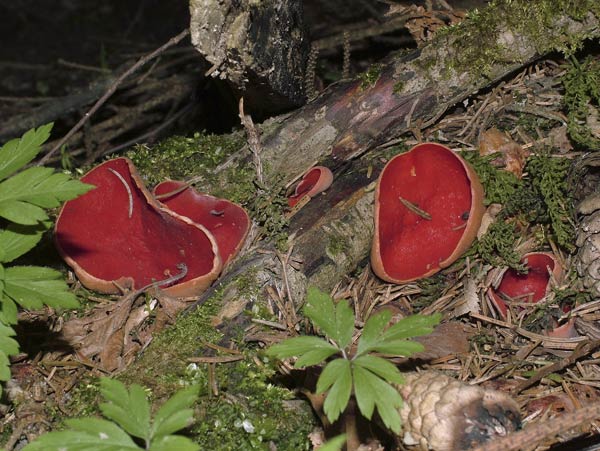 sarcoscypha coccinea