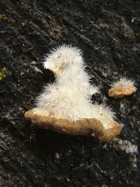 trametes hirsuta