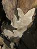 datronia mollis