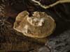datronia mollis