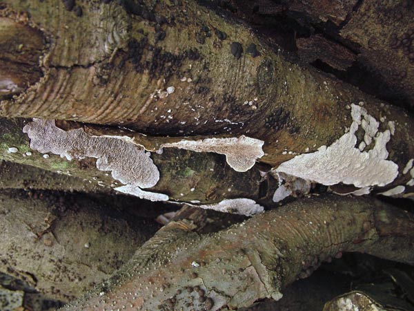 datronia mollis