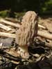 morchella elata