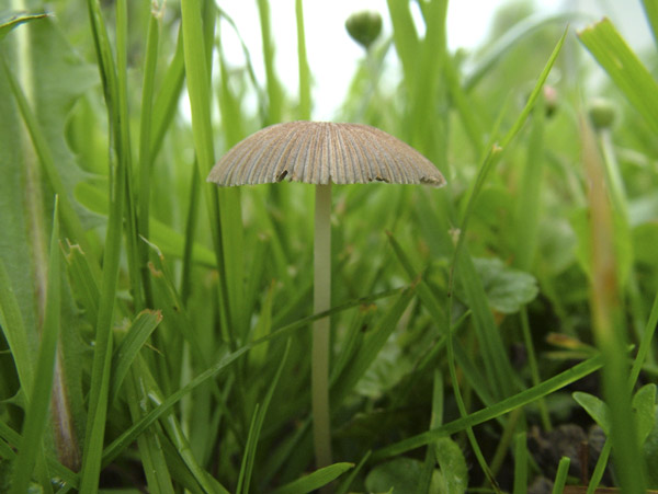 Parasola leiocephala