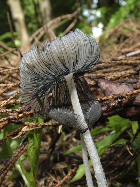 coprinus lagopus