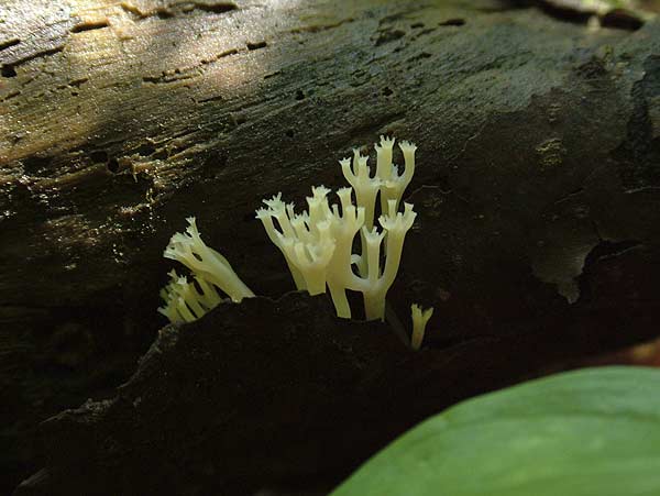 Artomyces pyxidatus