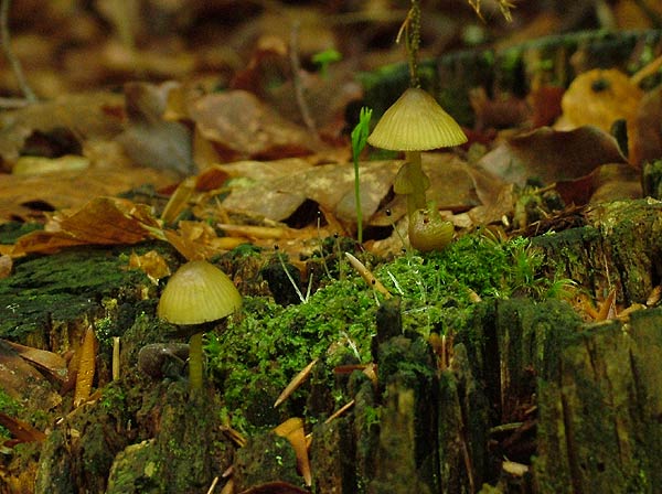 mycena viridimarginata