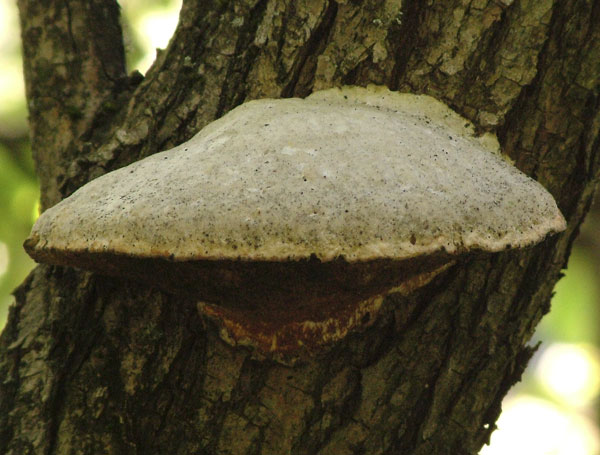 trametes suaveolens