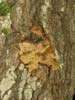 phellinus conchatus