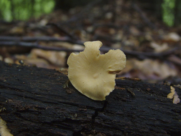 polyporus leptocephalus