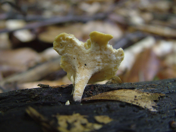 polyporus leptocephalus