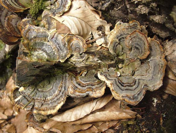 trametes versicolor