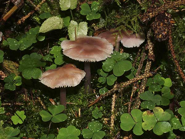 mycena pura