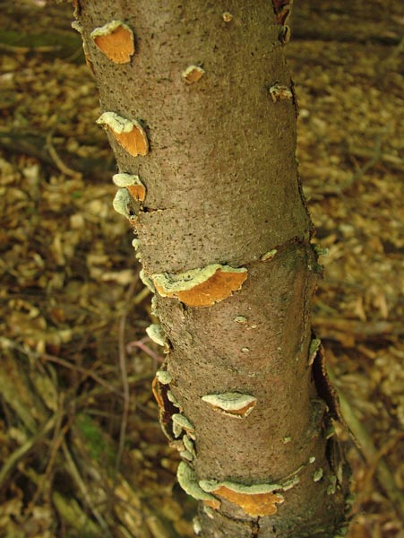 stereum hirsutum