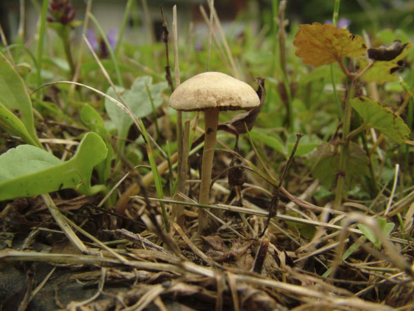 Agrocybe pediades