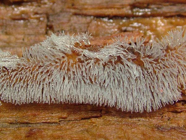 Ceratiomyxa fruticulosa