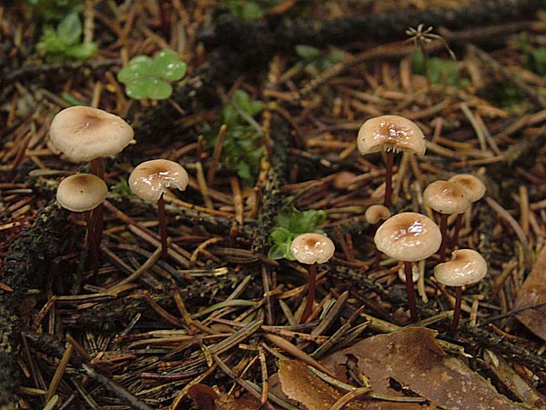 marasmius scorodonius