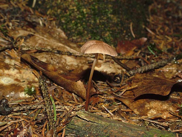 marasmius scorodonius