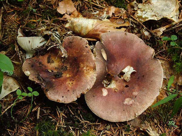 russula graveolens