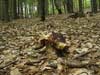 boletus pinophilus - borovnik