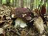 boletus pinophilus