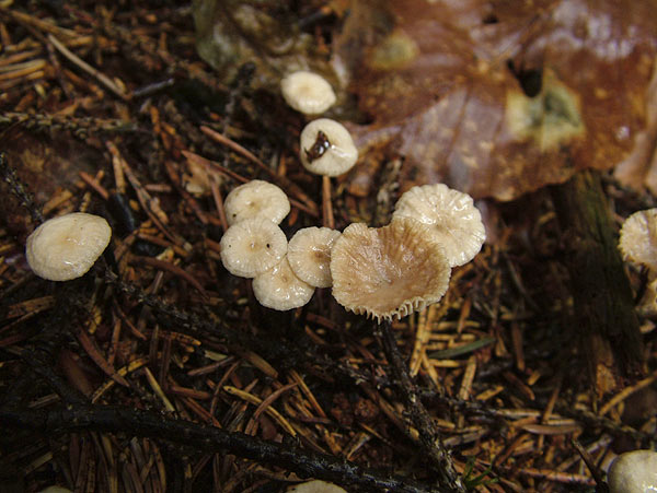 Gymnopus perforans