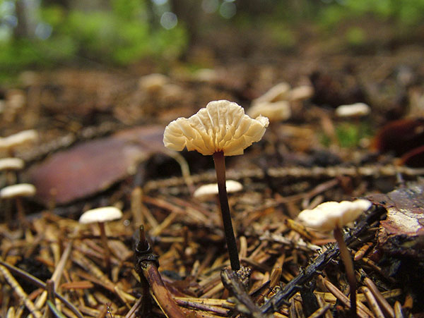 marasmiellus perforans