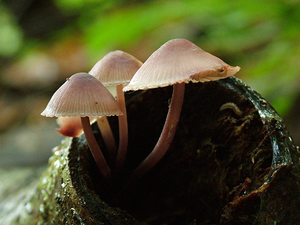 mycena haematopus