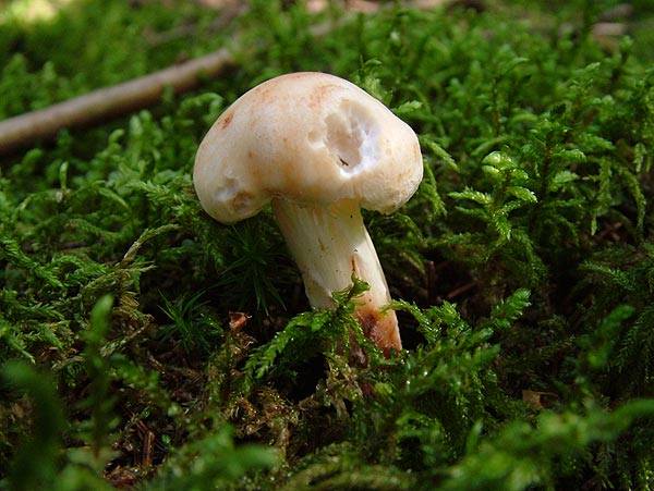 rhodocollybia maculata