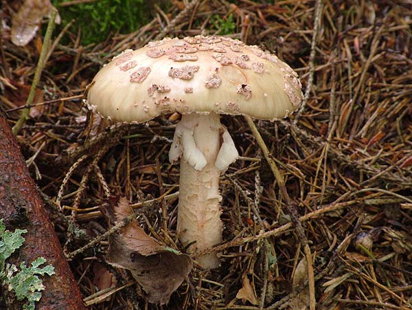 Amanita rubescens