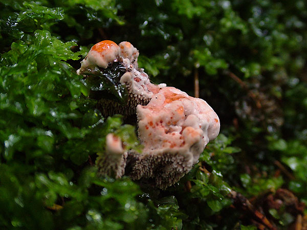 hydnellum peckii