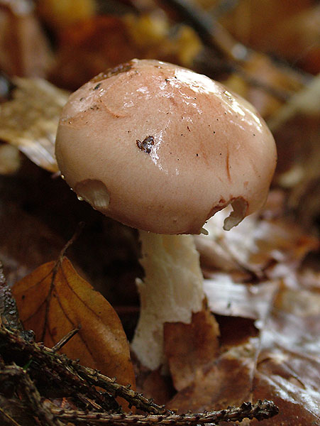 Hygrophorus persicolor - Flamingo-Schneckling