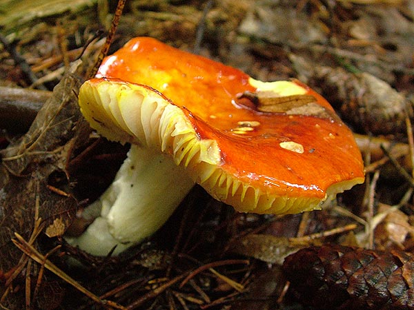 russula aurea