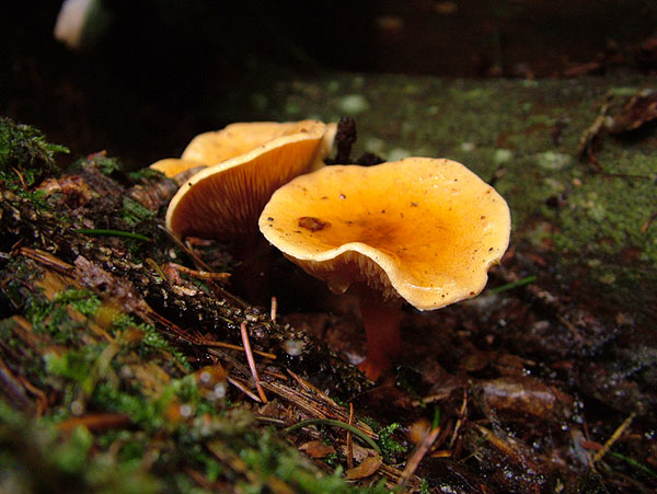 hygrophoropsis aurantiaca