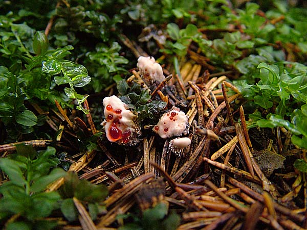 Hydnellum peckii