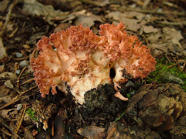 ramaria sp.