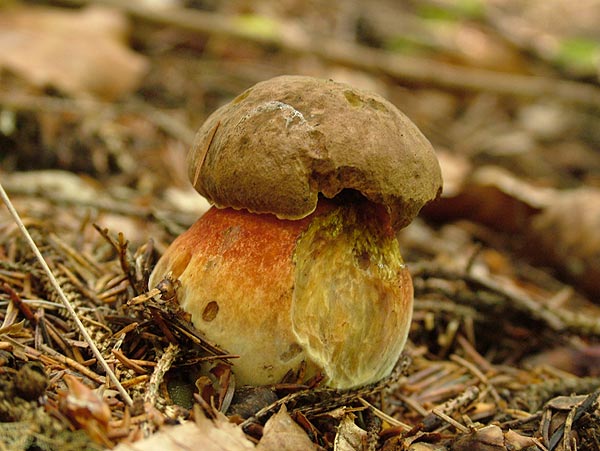 Neoboletus luridiformis