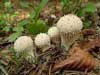 lycoperdon perlatum