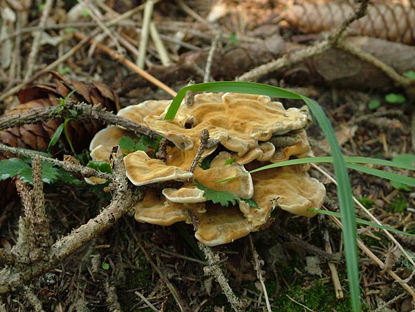 pelloporus tomentosus