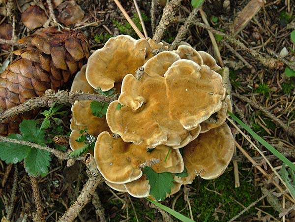 pelloporus tomentosus