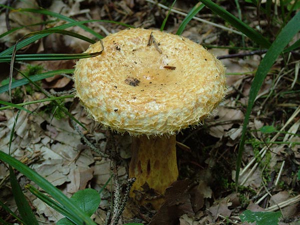 lactarius repraesentaneus