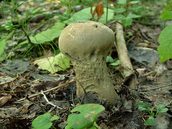 Lycoperdon excipuliforme