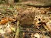 Lycoperdon excipuliforme