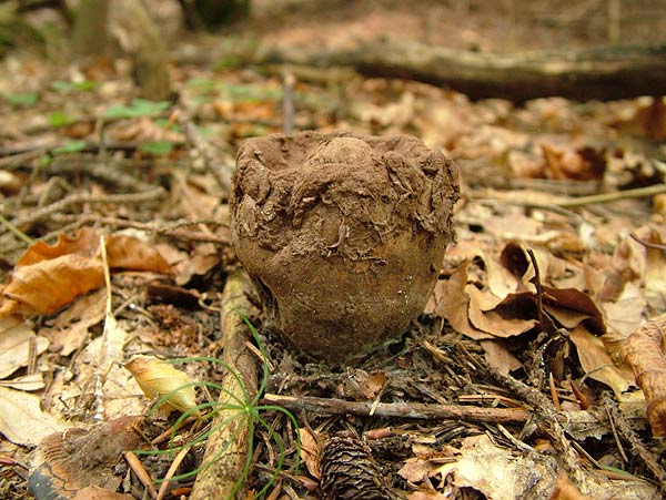 Lycoperdon excipuliforme