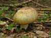 agaricus augustus