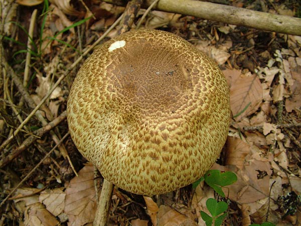 agaricus augustus